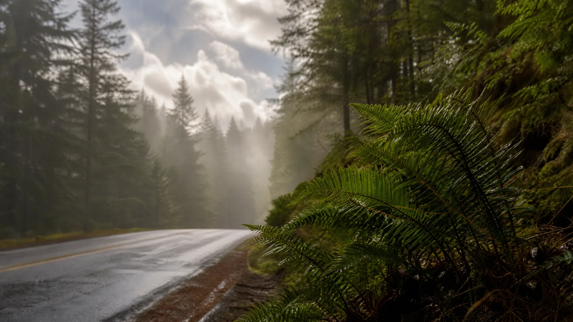 A wet two-lane road with a yellow center line curves through a misty conifer forest, with large ferns on a mossy bank in the right foreground.